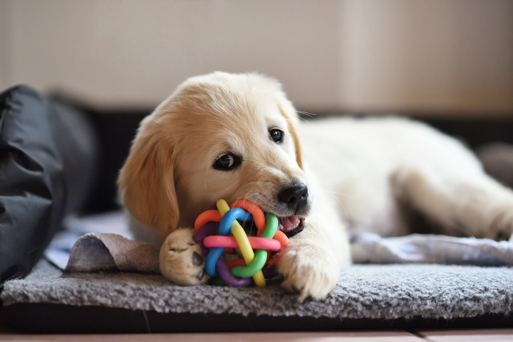 Enhance Your Pet's Playtime with Our Unique Pet Toys