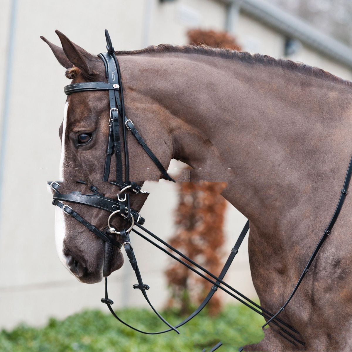 Supplies Quality Stretch Horse Bridle