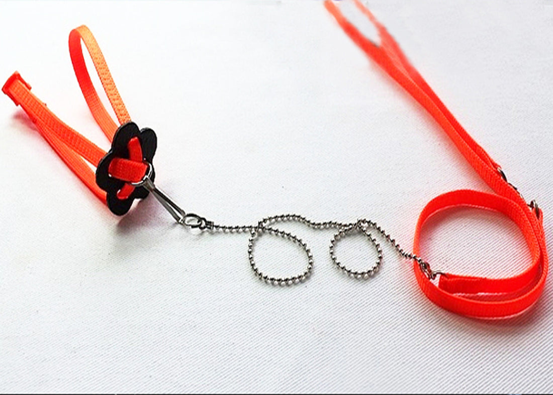 Pet Supplies Outdoor Portable Walking Adjustable Walking Lizard Rope