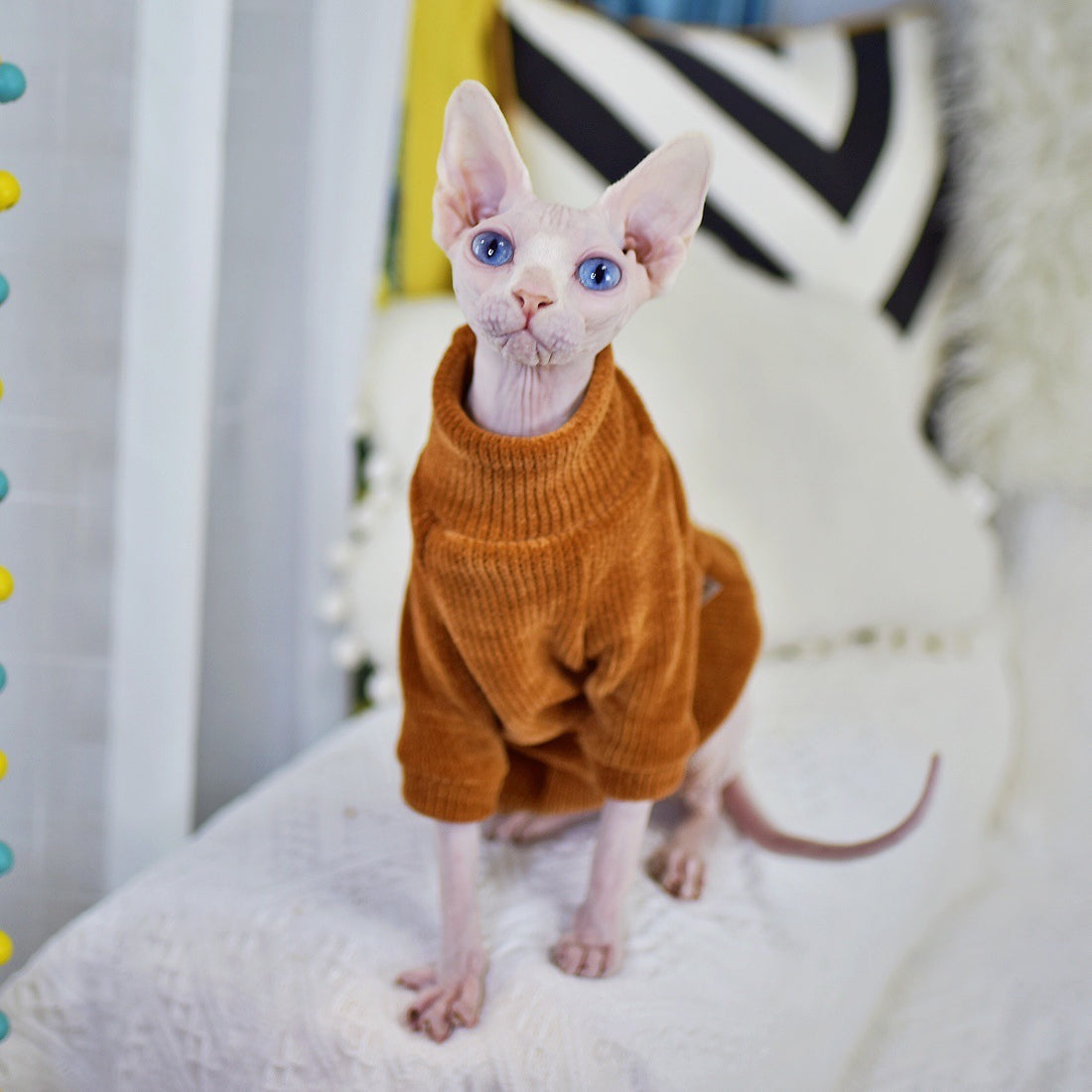 Neil Rong Sphinx Hairless Cat Clothes